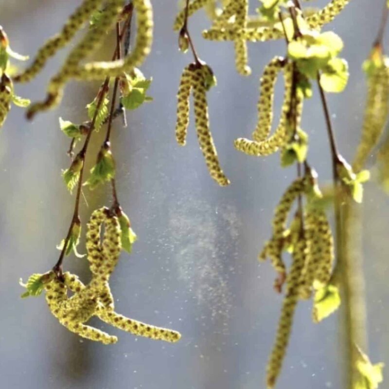 Björkpollen