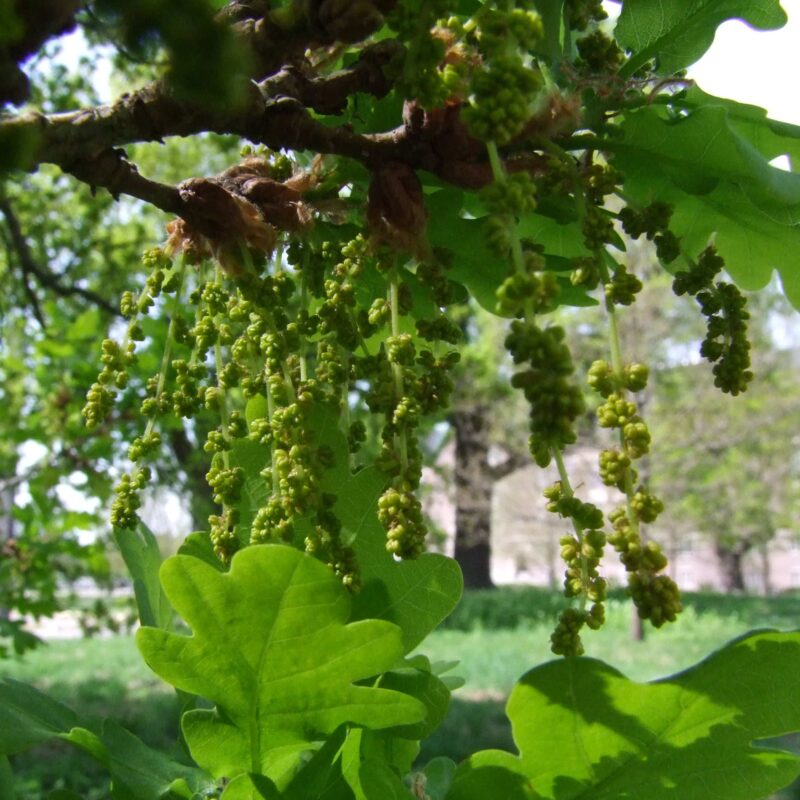 Ekpollen