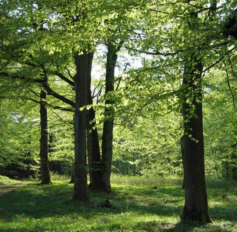 bokskog