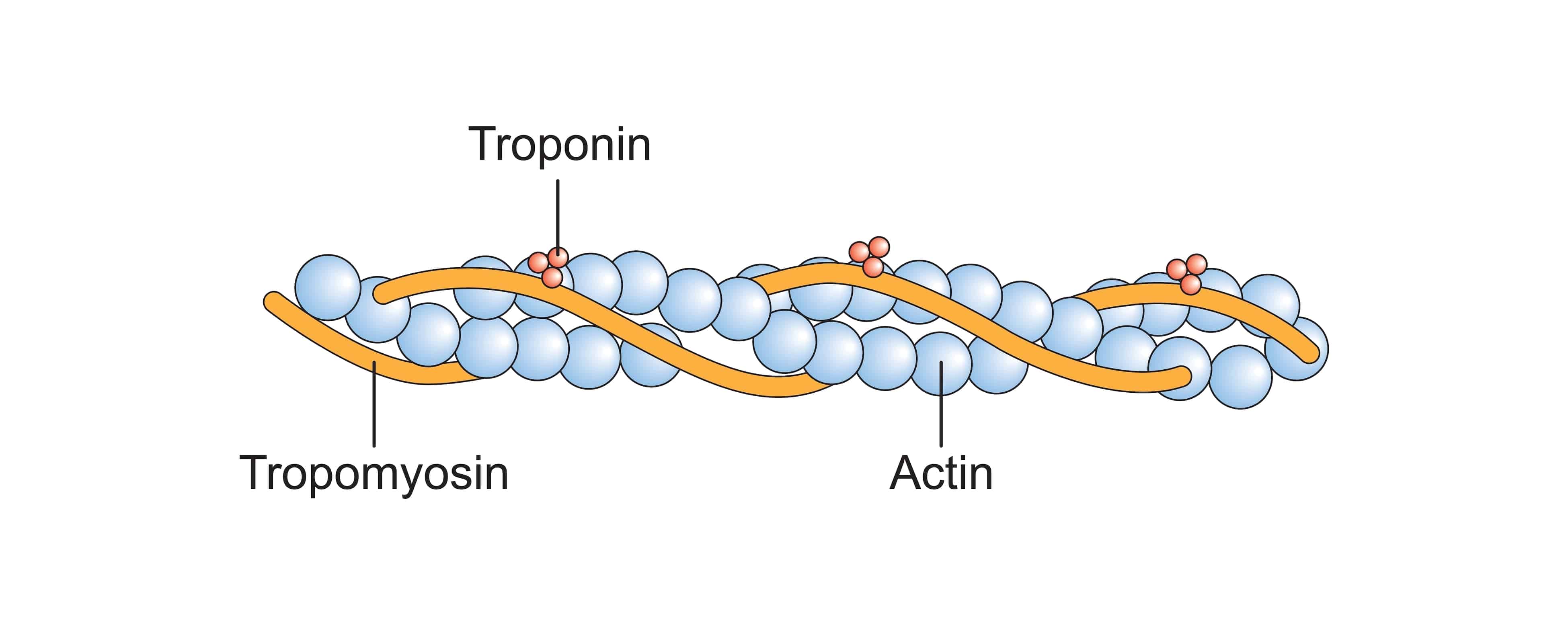Featured image for “Troponin”