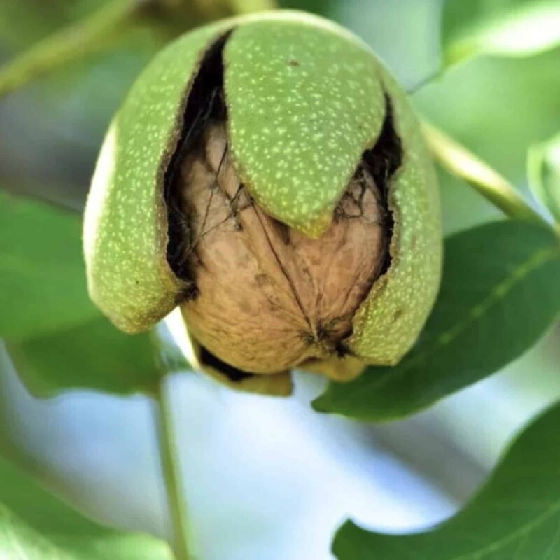 valnötsträd, pollen